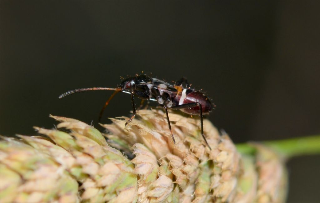 Ninfa di Nabidae?  No, di Lygaeidae: Raglius confusus